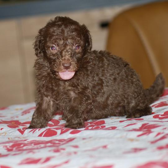 chiot Caniche Chocolat Wina Elevage zadatis  caniche , teckel