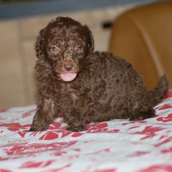 chiot Caniche Chocolat Wina Elevage zadatis  caniche , teckel