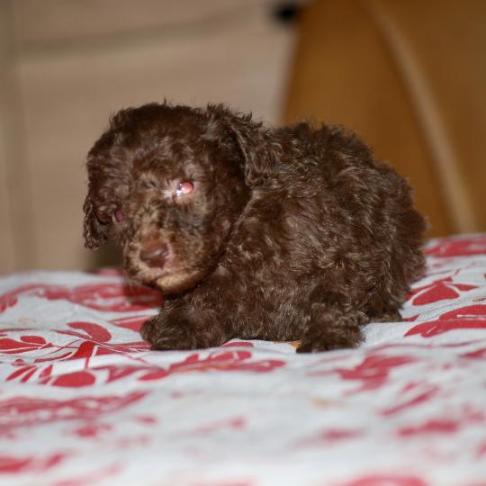 ZADATIS Wina Femelle Caniche