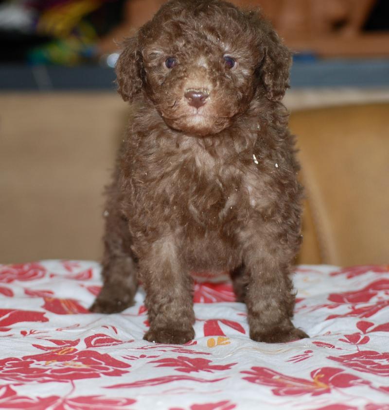 ZADATIS Baloo Femelle Caniche