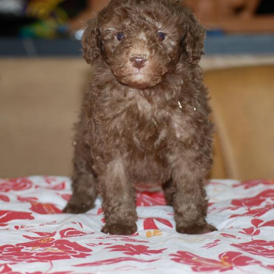 chiot Caniche Chocolat Wina Elevage zadatis  caniche , teckel