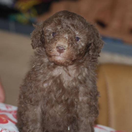 chiot Caniche Chocolat Wina Elevage zadatis  caniche , teckel