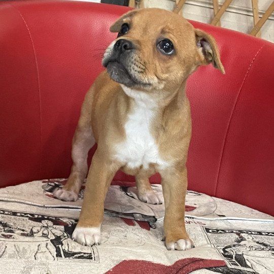 ZADATIS Very cute Femelle Staffordshire bull terrier