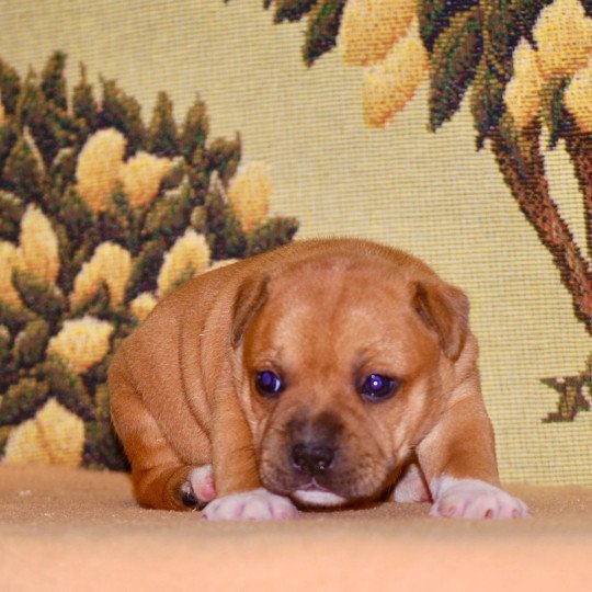 ZADATIS Vla pop Femelle Staffordshire bull terrier