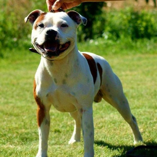 L.boy Mâle Staffordshire bull terrier