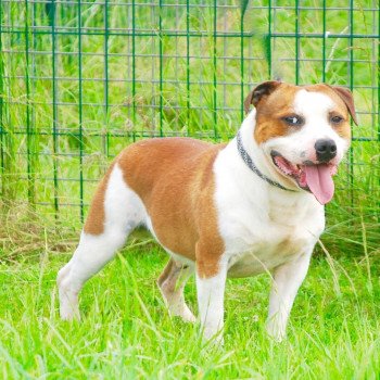 chien Staffordshire bull terrier Louky Elevage canin staffordshire bull terrier dit staffie et bulldog Continental lof