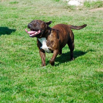 chien Staffordshire bull terrier Olyup Elevage canin staffordshire bull terrier dit staffie et bulldog Continental lof