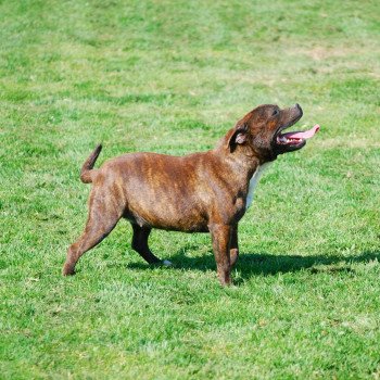 chien Staffordshire bull terrier Bringee fauve Olyup Elevage canin staffordshire bull terrier dit staffie et bulldog Continental lof
