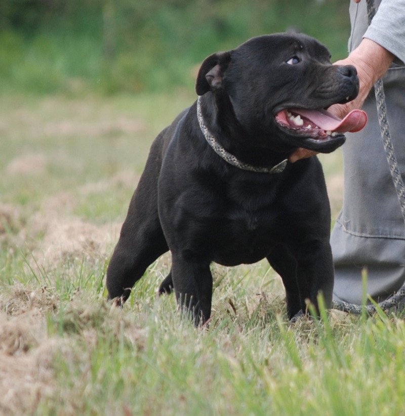 Prédasterie chromatique of the guardian’s mind Mâle Staffordshire bull terrier Prédasterie chromatique of the guardian’s mind Mâle Staffordshire bull terrier