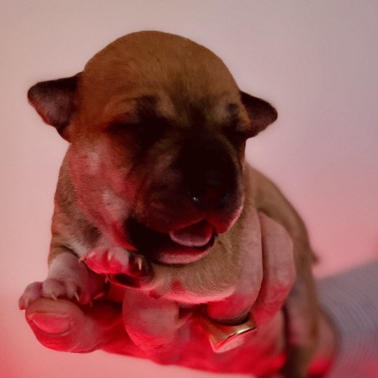 chiot Staffordshire bull terrier Fauve Vito Elevage zadatis  caniche , teckel