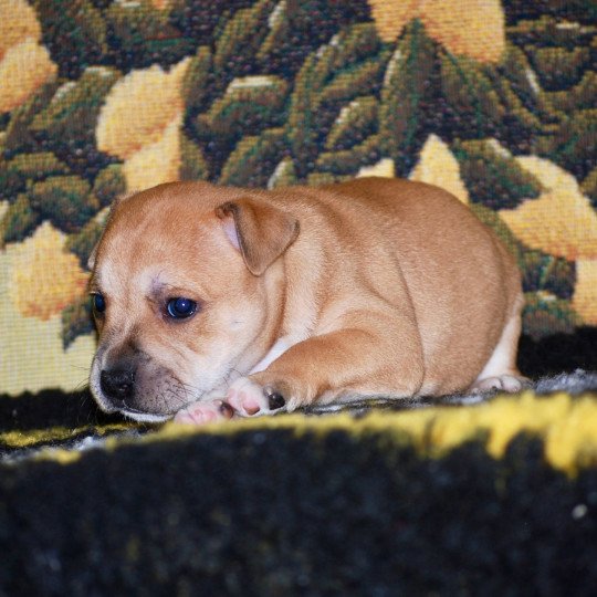 chiot Staffordshire bull terrier Fauve Vito Elevage zadatis  caniche , teckel