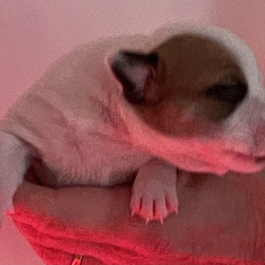 chiot Staffordshire bull terrier Pie Vitah Elevage zadatis  caniche , teckel