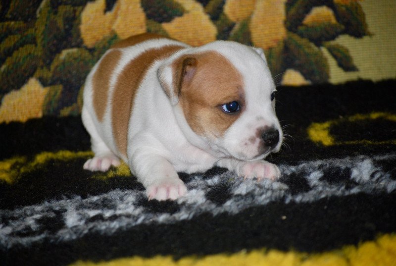 ZADATIS Kyra Femelle Staffordshire bull terrier