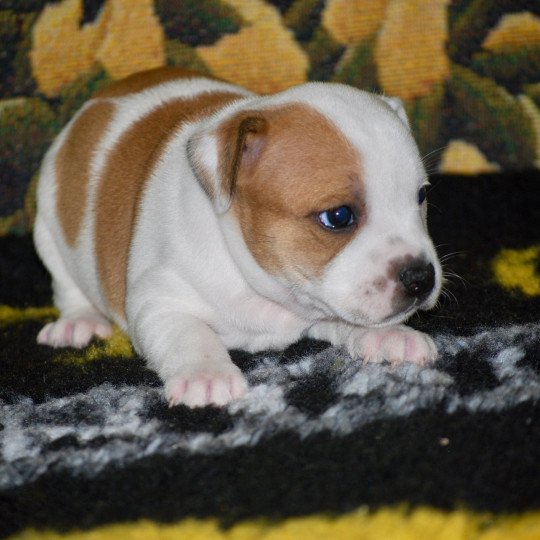 ZADATIS Kyra Femelle Staffordshire bull terrier