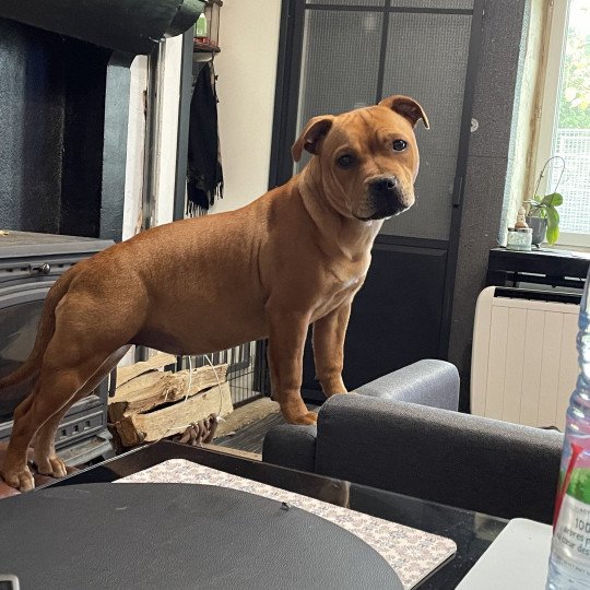 ZADATIS Voici Violetta Nenette Femelle Staffordshire bull terrier