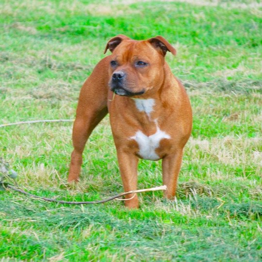 ZADATIS Melba Femelle Staffordshire bull terrier