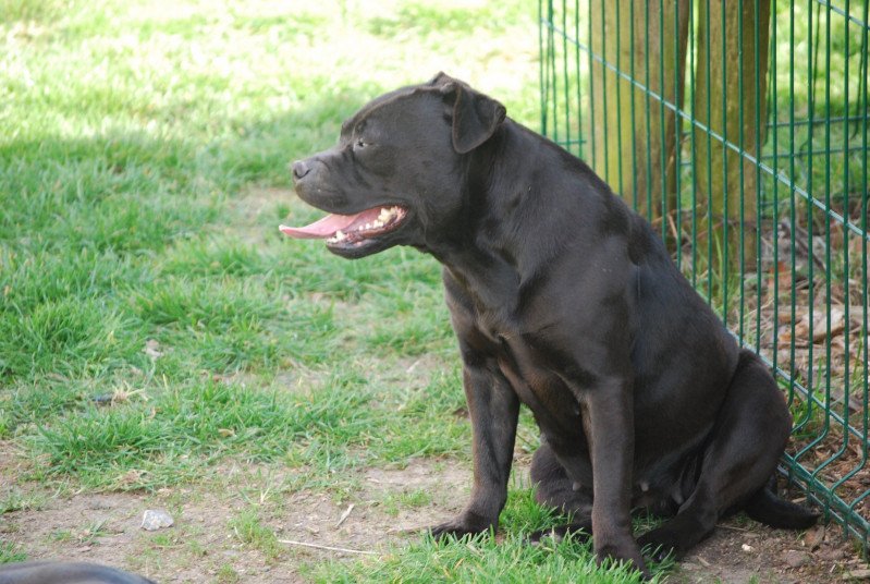 ZADATIS Ntm legend girl Femelle Staffordshire bull terrier ZADATIS Ntm legend girl Femelle Staffordshire bull terrier