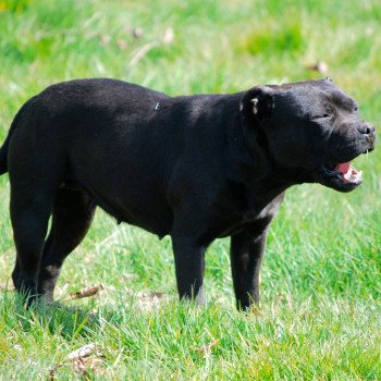 chien Staffordshire bull terrier Noir Zadatis Ntm Elevage canin staffordshire bull terrier dit staffie et bulldog Continental lof