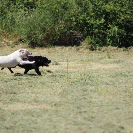 chien Staffordshire bull terrier Zadatis ozahra Elevage canin staffordshire bull terrier dit staffie et bulldog Continental lof