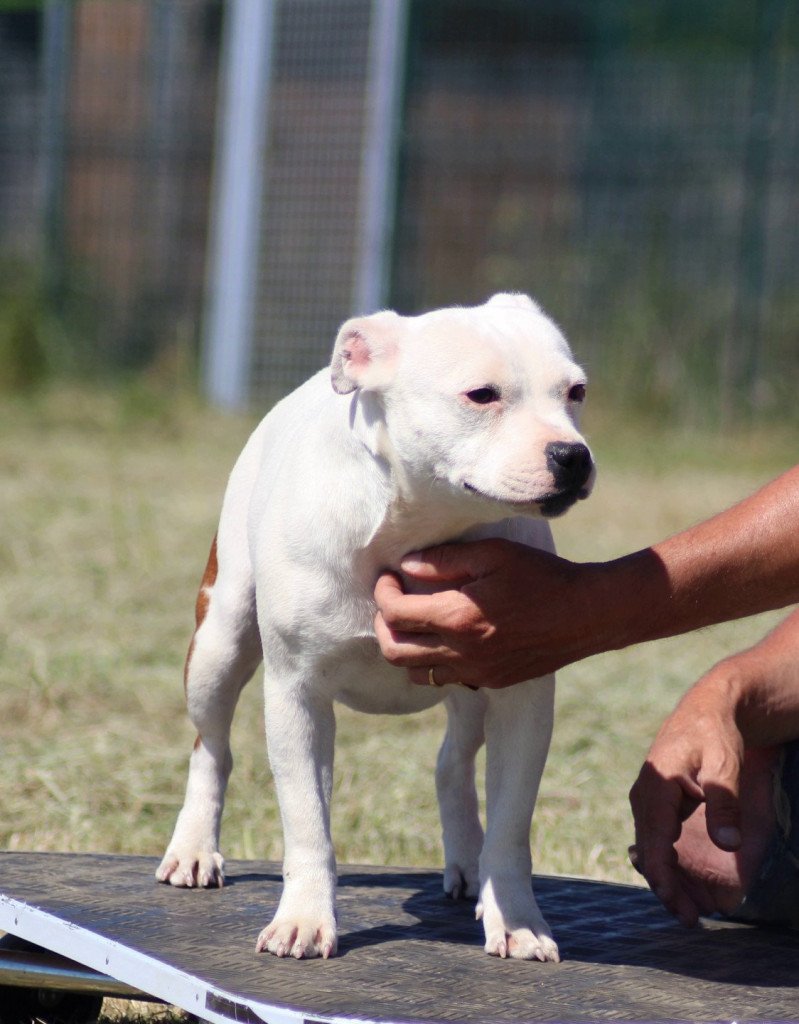 ZADATIS ozahra Femelle Staffordshire bull terrier ZADATIS ozahra Femelle Staffordshire bull terrier