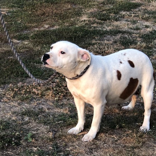chien Staffordshire bull terrier Zadatis ozahra Elevage canin staffordshire bull terrier dit staffie et bulldog Continental lof