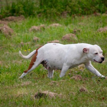 chien Staffordshire bull terrier Zadatis ozahra Elevage canin staffordshire bull terrier dit staffie et bulldog Continental lof