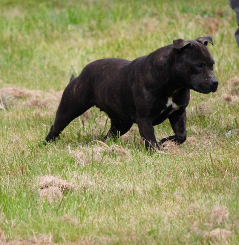ZADATIS Paname Femelle Staffordshire bull terrier