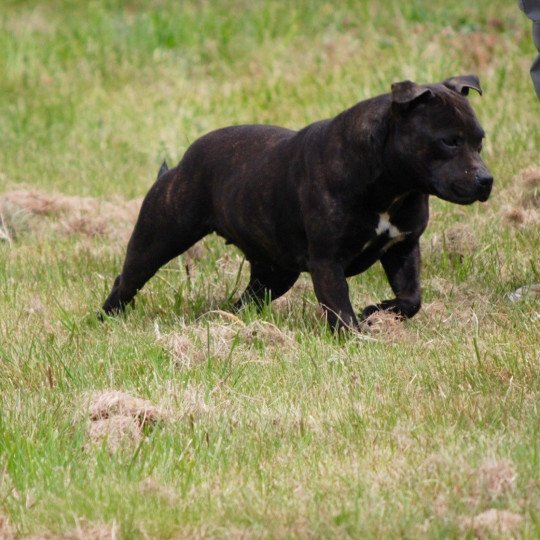 ZADATIS Paname Femelle Staffordshire bull terrier