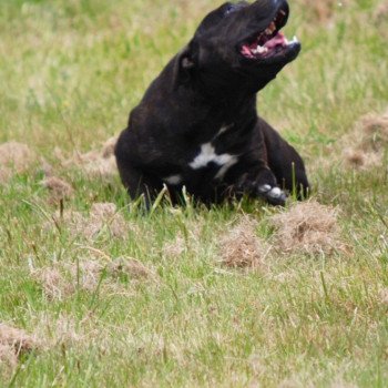 chien Staffordshire bull terrier Zadatis Paname Elevage canin staffordshire bull terrier dit staffie et bulldog Continental lof