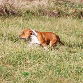 chien Staffordshire bull terrier Zadatis remix Elevage canin staffordshire bull terrier dit staffie et bulldog Continental lof