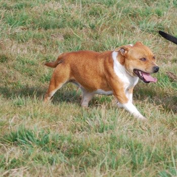 chien Staffordshire bull terrier Zadatis remix Elevage canin staffordshire bull terrier dit staffie et bulldog Continental lof chien Staffordshire bull terrier Zadatis remix Elevage canin staffordshire bull terrier dit staffie et bulldog Continental lof
