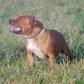 chien Staffordshire bull terrier Zadatis remontada Elevage canin staffordshire bull terrier dit staffie et bulldog Continental lof chien Staffordshire bull terrier Zadatis remontada Elevage canin staffordshire bull terrier dit staffie et bulldog Continental lof