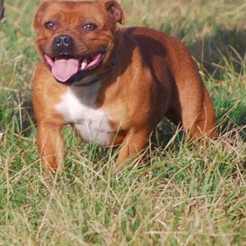 chien Staffordshire bull terrier Zadatis remontada Elevage canin staffordshire bull terrier dit staffie et bulldog Continental lof chien Staffordshire bull terrier Zadatis remontada Elevage canin staffordshire bull terrier dit staffie et bulldog Continental lof
