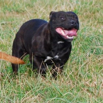 chien Staffordshire bull terrier Noir bringée Zadatis révolution Elevage canin staffordshire bull terrier dit staffie et bulldog Continental lof