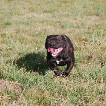 chien Staffordshire bull terrier Noir bringée Zadatis révolution Elevage canin staffordshire bull terrier dit staffie et bulldog Continental lof chien Staffordshire bull terrier Noir bringée Zadatis révolution Elevage canin staffordshire bull terrier dit staffie et bulldog Continental lof