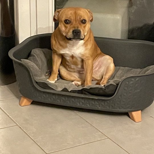 ZADATIS Tessa Femelle Staffordshire bull terrier