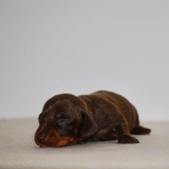 chiot Teckel Chocolat Akrops Elevage zadatis  caniche , teckel