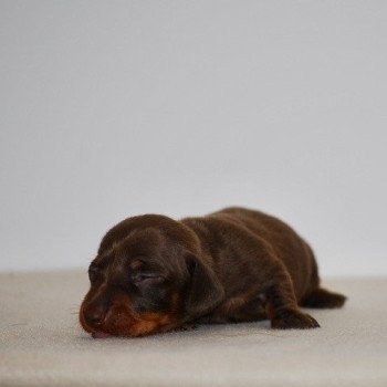chiot Teckel Chocolat Akrops Elevage zadatis caniche , teckel chiot Teckel Chocolat Akrops Elevage zadatis caniche , teckel