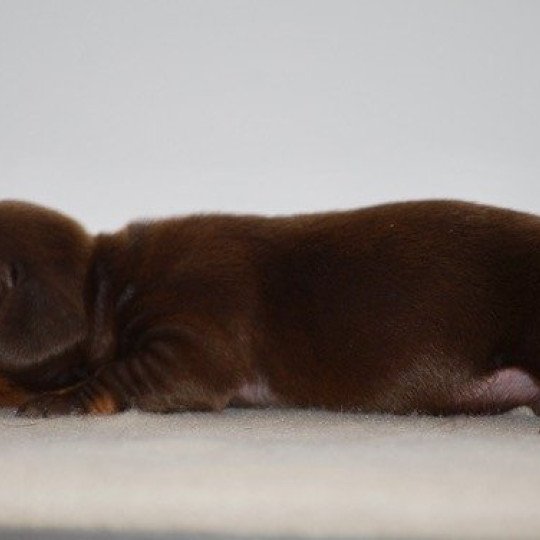 chiot Teckel Chocolat Akrops Elevage zadatis  caniche , teckel