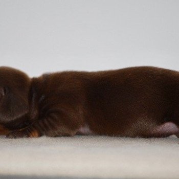 chiot Teckel Chocolat Akrops Elevage zadatis caniche , teckel chiot Teckel Chocolat Akrops Elevage zadatis caniche , teckel