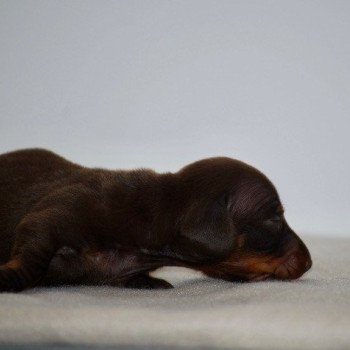 chiot Teckel Chocolat Akrops Elevage zadatis caniche , teckel chiot Teckel Chocolat Akrops Elevage zadatis caniche , teckel