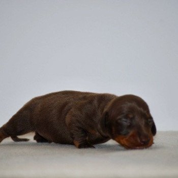 chiot Teckel Chocolat Akrops Elevage zadatis caniche , teckel chiot Teckel Chocolat Akrops Elevage zadatis caniche , teckel