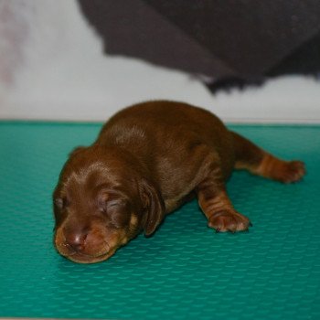 chiot Teckel Chocolat Aaron Elevage zadatis  caniche , teckel