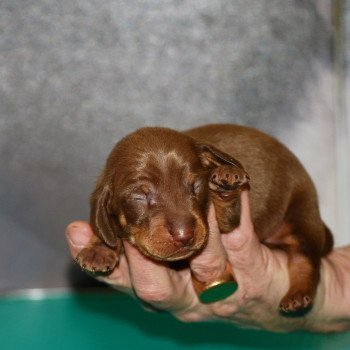 chiot Teckel Chocolat Aaron Elevage zadatis  caniche , teckel