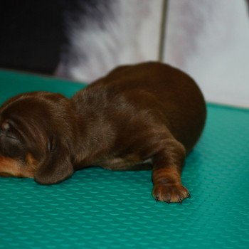 chiot Teckel Chocolat Aaron Elevage zadatis  caniche , teckel