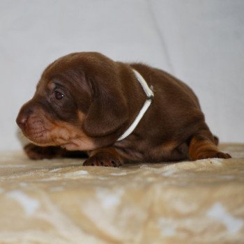 chiot Teckel Chocolat Aaron Elevage zadatis  caniche , teckel