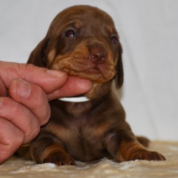 chiot Teckel Chocolat Aaron Elevage zadatis  caniche , teckel