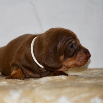 chiot Teckel Chocolat Aaron Elevage zadatis  caniche , teckel