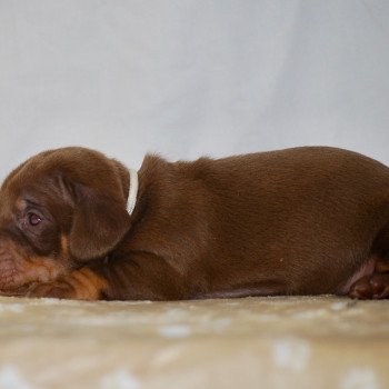 chiot Teckel Chocolat Aaron Elevage zadatis  caniche , teckel