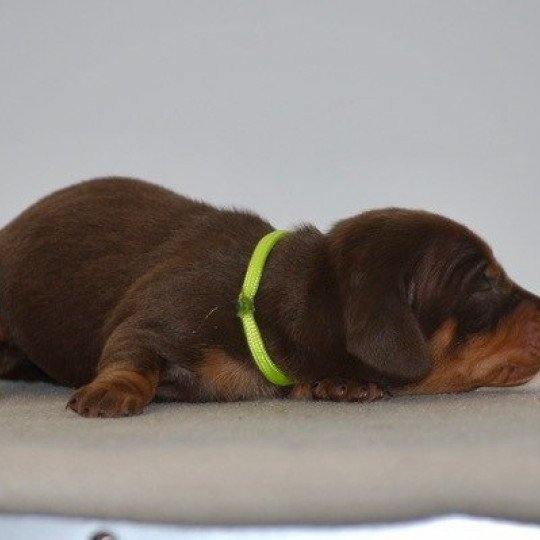 chiot Teckel Chocolat Abay Elevage zadatis  caniche , teckel